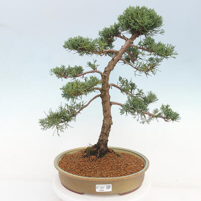 Vonkajšie bonsai - Juniperus chinensis Kishu -Jalovec čínsky - 1