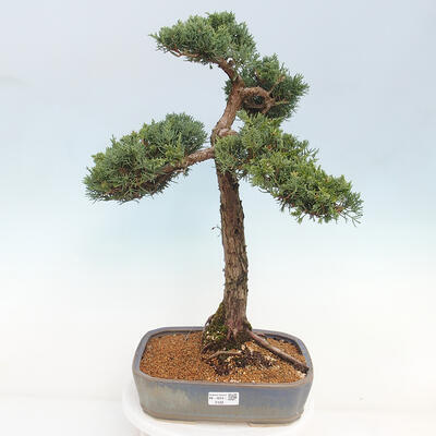 Vonkajšie bonsai - Juniperus chinensis Kishu -Jalovec čínsky - 1