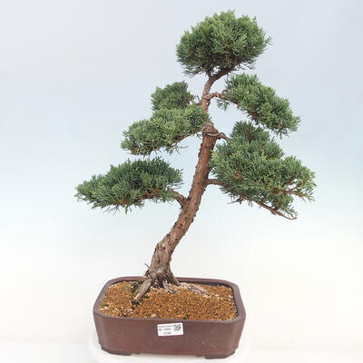 Vonkajšie bonsai - Juniperus chinensis Kishu -Jalovec čínsky - 1