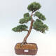 Vonkajšie bonsai - Juniperus chinensis Kishu -Jalovec čínsky - 1/5