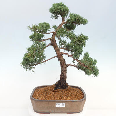 Vonkajšie bonsai - Juniperus chinensis Kishu -Jalovec čínsky - 1