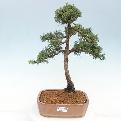 Vonkajšie bonsai - Juniperus chinensis Kishu -Jalovec čínsky - 1