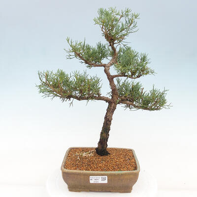 Vonkajšie bonsai - Juniperus chinensis Kishu -Jalovec čínsky - 1