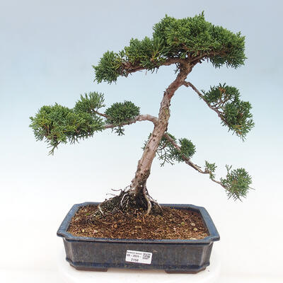 Vonkajšie bonsai - Juniperus chinensis Kishu -Jalovec čínsky - 1