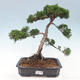 Vonkajšie bonsai - Juniperus chinensis Kishu -Jalovec čínsky - 1/4