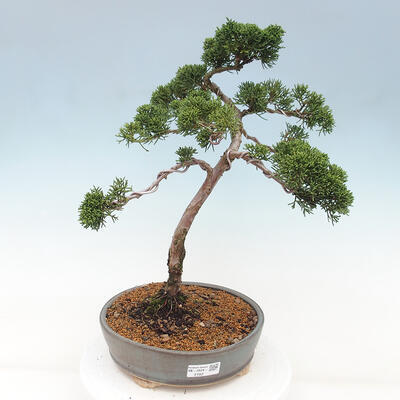 Vonkajšie bonsai - Juniperus chinensis Kishu -Jalovec čínsky - 1