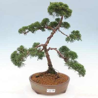 Vonkajšie bonsai - Juniperus chinensis Kishu -Jalovec čínsky - 1