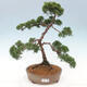 Vonkajšie bonsai - Juniperus chinensis Kishu -Jalovec čínsky - 1/5