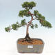 Vonkajšie bonsai - Juniperus chinensis Kishu -Jalovec čínsky - 1/5