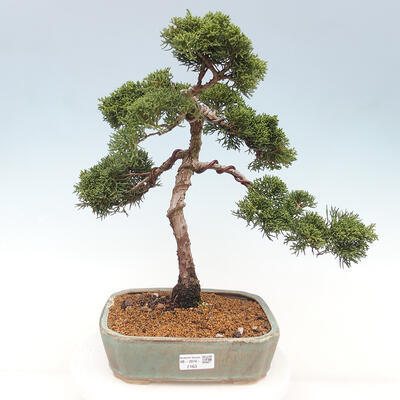 Vonkajšie bonsai - Juniperus chinensis Kishu -Jalovec čínsky - 1