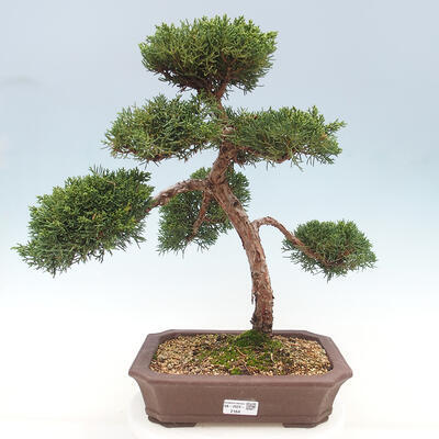 Vonkajšie bonsai - Juniperus chinensis Kishu -Jalovec čínsky - 1