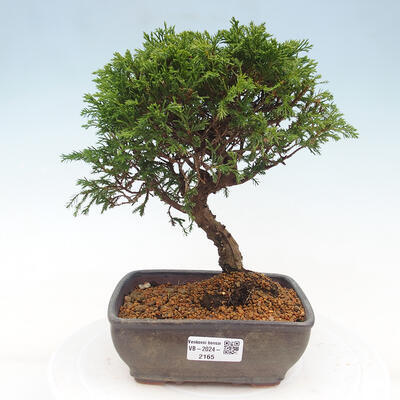 Vonkajší bonsai - Juniperus chinensis Itoigawa -Jalovec čínsky - 1