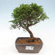 Vonkajší bonsai - Juniperus chinensis Itoigawa -Jalovec čínsky - 1/4