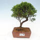 Vonkajší bonsai - Juniperus chinensis Itoigawa -Jalovec čínsky - 1/4