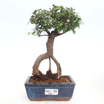 Izbová bonsai - Ulmus parvifolia - malolistá brest - 1