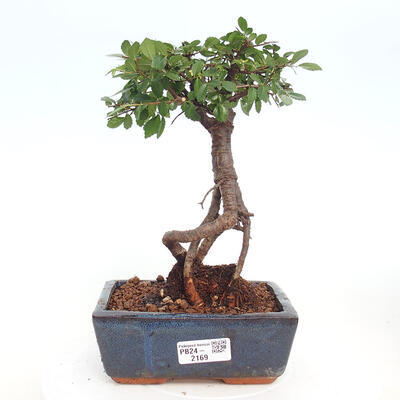 Izbová bonsai - Ulmus parvifolia - malolistá brest - 1