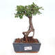 Izbová bonsai - Ulmus parvifolia - malolistá brest - 1/3