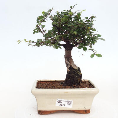 Izbová bonsai - Ulmus parvifolia - malolistá brest - 1