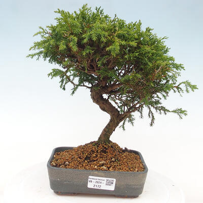 Vonkajší bonsai - Juniperus chinensis Itoigawa -Jalovec čínsky - 1