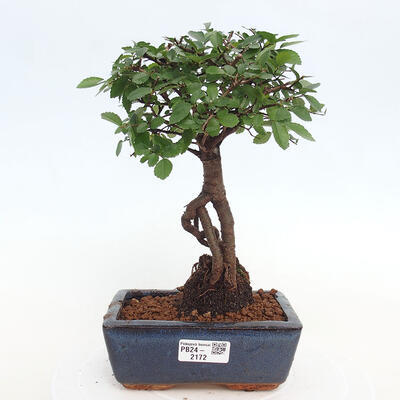 Izbová bonsai - Ulmus parvifolia - malolistá brest - 1