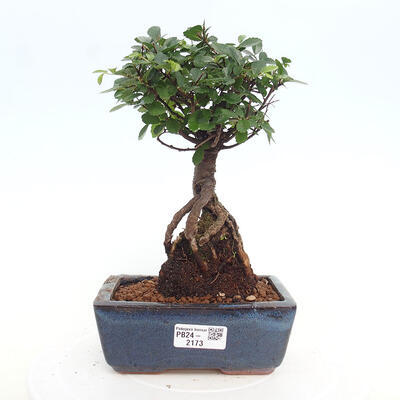 Izbová bonsai - Ulmus parvifolia - malolistá brest - 1