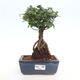 Izbová bonsai - Ulmus parvifolia - malolistá brest - 1/3