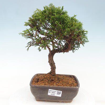 Vonkajší bonsai - Juniperus chinensis Itoigawa -Jalovec čínsky - 1