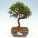 Vonkajší bonsai - Juniperus chinensis Itoigawa -Jalovec čínsky - 1/4