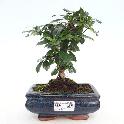 Izbová bonsai - Carmona macrophylla - Čaj fuki - 1