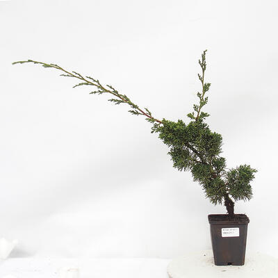 Vonkajší bonsai - Juniperus chinensis Kishu -Jalovec čínsky