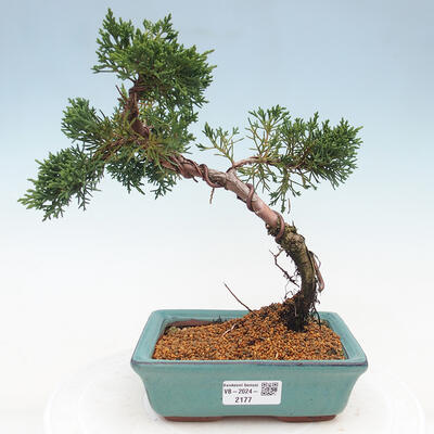 Vonkajší bonsai - Juniperus chinensis Kishu -Jalovec čínsky