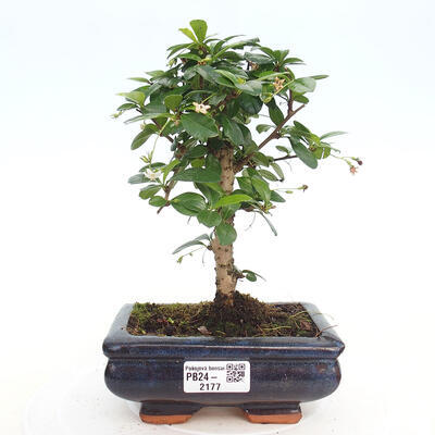 Izbová bonsai - Carmona macrophylla - Čaj fuki - 1