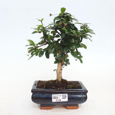 Izbová bonsai - Carmona macrophylla - Čaj fuki - 1