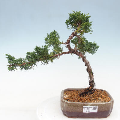 Vonkajší bonsai - Juniperus chinensis Kishu -Jalovec čínsky