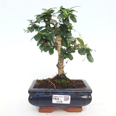 Izbová bonsai - Carmona macrophylla - Čaj fuki - 1