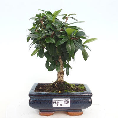 Izbová bonsai - Carmona macrophylla - Čaj fuki - 1