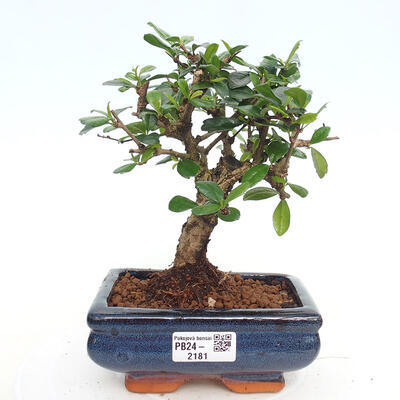 Izbová bonsai - Carmona macrophylla - Čaj fuki - 1