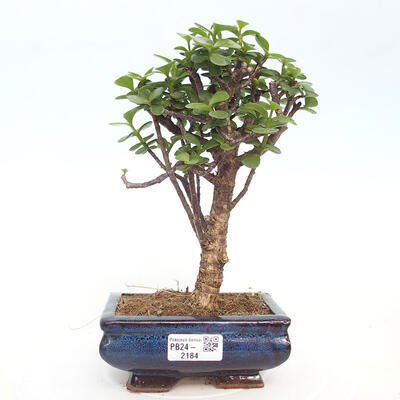 Izbová bonsai - Portulakaria Afra - Tlustice - 1