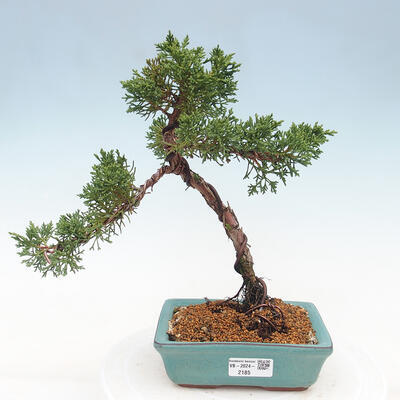 Vonkajší bonsai - Juniperus chinensis Kishu -Jalovec čínsky