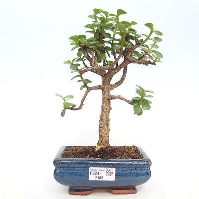 Izbová bonsai - Portulakaria Afra - Tlustice - 1