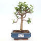 Izbová bonsai - Portulakaria Afra - Tlustice - 1/2