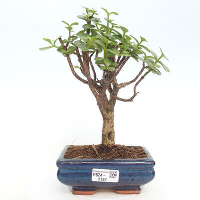 Izbová bonsai - Portulakaria Afra - Tlustice - 1