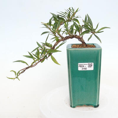 Izbová bonsai - Ficus nerifolia - malolistý fikus