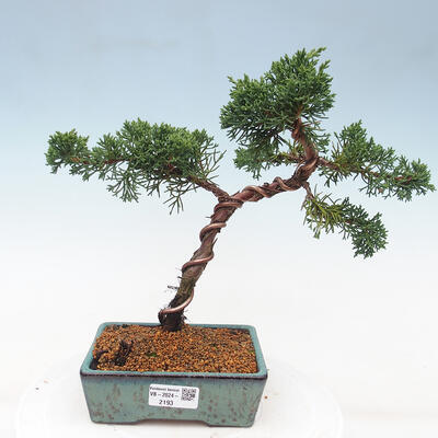 Vonkajší bonsai - Juniperus chinensis Kishu -Jalovec čínsky