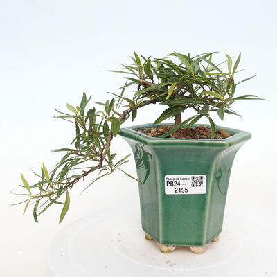 Izbová bonsai - Ficus nerifolia - malolistý fikus