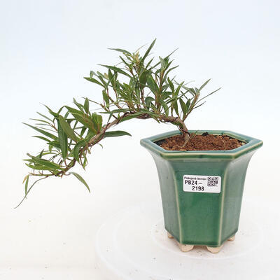 Izbová bonsai - Ficus nerifolia - malolistý fikus