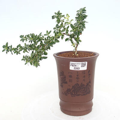 Izbová bonsai - Serissa foetida Variegata - Strom tisíce hviezd - 1