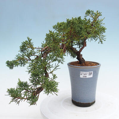 Vonkajší bonsai - Juniperus chinensis Kishu -Jalovec čínsky