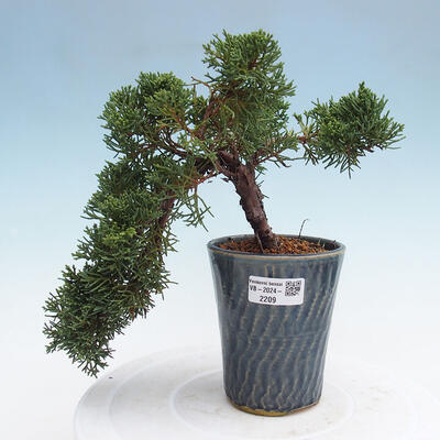 Vonkajší bonsai - Juniperus chinensis Kishu -Jalovec čínsky