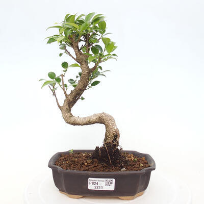 Izbová bonsai - Ficus kimmen - malolistá fikus